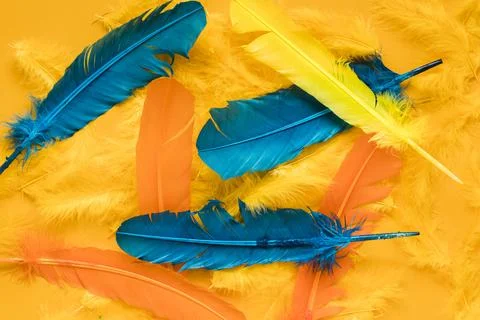 Top view multicolored feathers carnival. High quality and resolution beauti.. Stock Photos