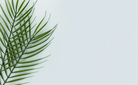 Top view multiple thin leaves with copy space. High quality and resolution Stock Photos