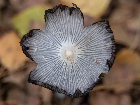 Top view of a mushroom Stock Photos