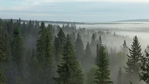 Top view of a mystical forest steeped in fog 스톡 동영상 120036153
