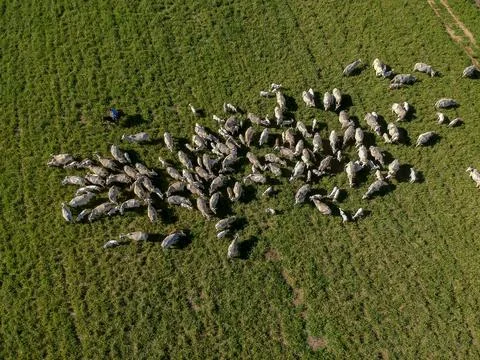Top view of nellore cattle herd on green pasture Stock Photos