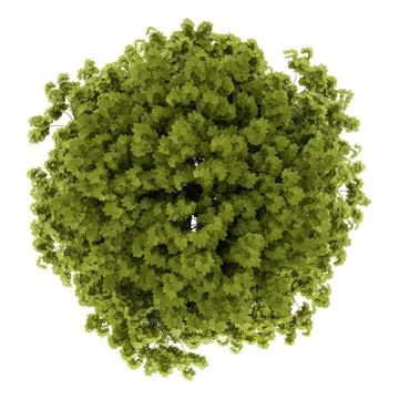 Top view of norway maple tree isolated on white background Stock Illustration