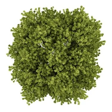 Top view of norway maple tree isolated on white background Stock Illustration