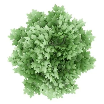 Top view of norway maple tree isolated on white background. 3d illustration Illustrazione stock