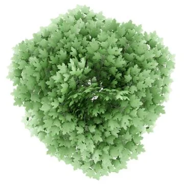 Top view of norway maple tree isolated on white background. 3d illustration Stock Illustration