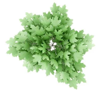 Top view of norway maple tree isolated on white background. 3d illustration Stock Illustration