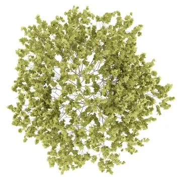 Top view of norway maple tree isolated on white background. 3d illustration Stock Illustration