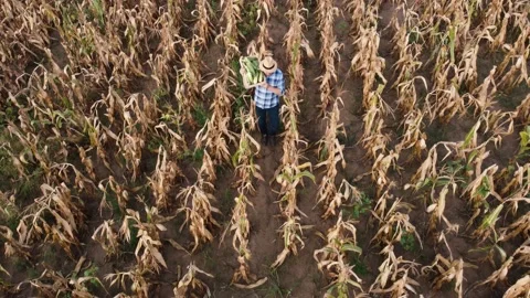 Top view of a not so good corn field. An Stock Footage 236256986