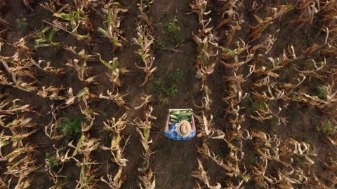 Top view of a not so good corn field. An Stock Footage 236259022
