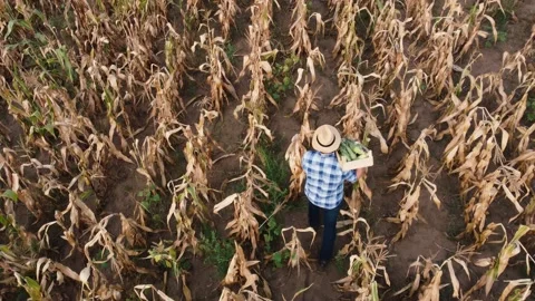 Top view of a not so good corn field. An Stock Footage 236259034