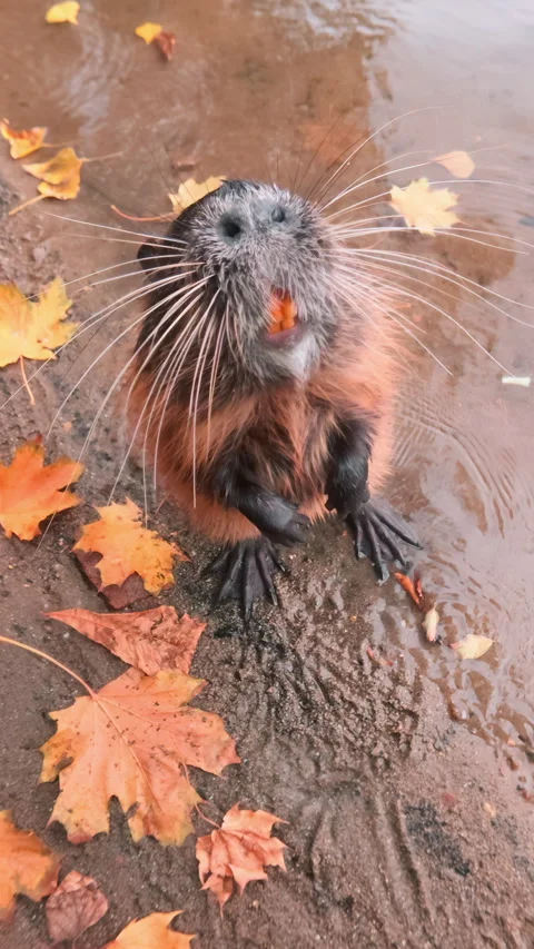 Top view, Nutria is curious and looking at camera standing on river coastline at Stock Footage 325073837
