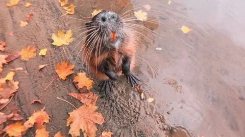 Top view, Nutria is curious and looking at camera standing on river coastline at Stock Footage 339039596