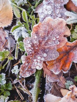Top view on oak fallen leaves covered with morning hoarfrost. First frost at  Stock Photos
