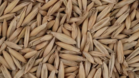 Top view of oat seeds rotating. Closeup. Macro. Video stock 170655832
