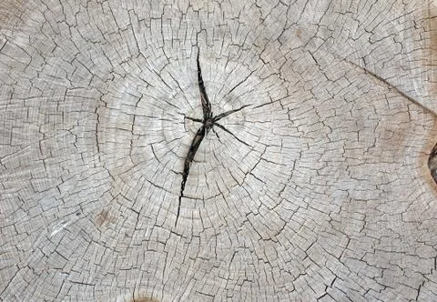 Top view of an old gray texture of a tree trunk Stock Photos
