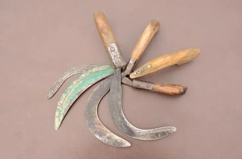 Top view of old rusty sharp sickles with wooden handles on the brown surface Foto stock