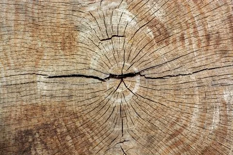 Top view of an old stump texture Stock Photos