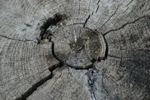 Top view of a old tree stump. Stock Photos