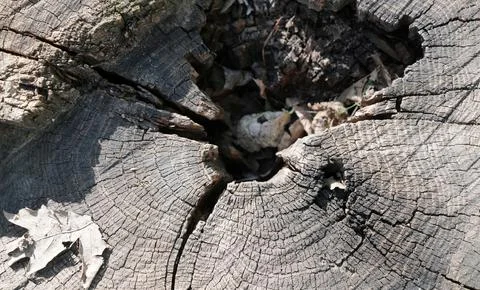 Top view of an old tree stump with annual rings and deep cracks. Stock Photos