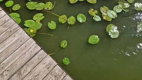 Top view of an old wooden pier passing over a pond Vídeo Stock 344804643