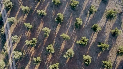 Top view of a olive grove Stock Footage 313273227