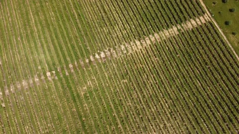 Top view olive tree fields &amp; View Highway A1 near Santarem, Portugal 4K Stock Footage 154467504