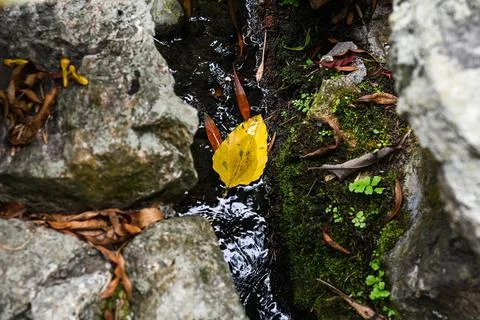 Top view of one bright yellow autumn leaf floating on dark stream water bet.. Stock Photos