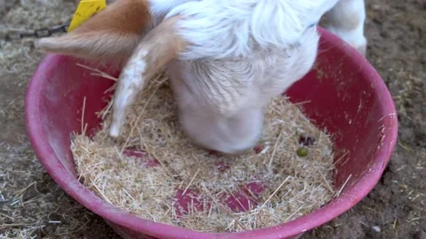 Top view of one brown and white cow eating hay in plastic bowl in the stable. Stock Footage 137828239