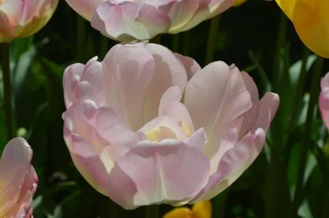 Top view of one delicate white tulip in a garden in a sunny spring day Stock Photos
