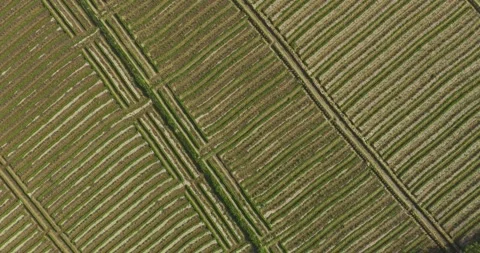 Top view of onion farming captured with drone, 4k footage Stock Footage 329680536