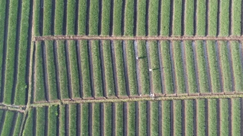 Top view of the onion field that forms the pattern Stock Footage 136657238