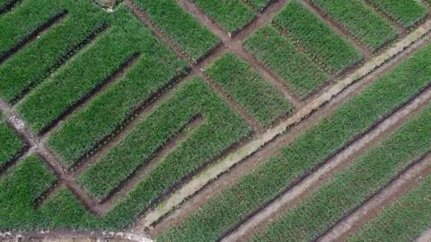 Top view of onion fields forming a pattern Stock Photos
