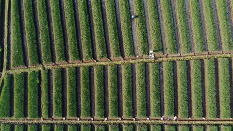 Top view of onion fields forming a pattern Foto stock