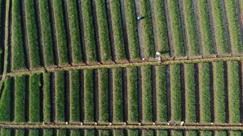 Top view of onion fields forming a pattern Stock Photos