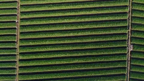 Top view of onion fields forming a pattern Stock Photos