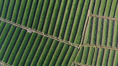 Top view of onion fields forming a pattern Stock Photos