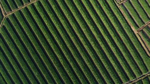 Top view of onion fields forming a pattern Stock Photos