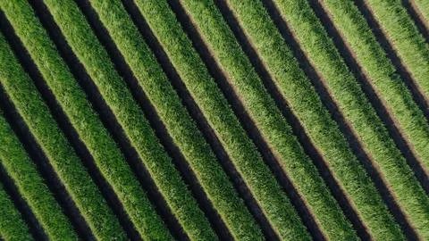 Top view of onion fields forming a pattern Foto stock