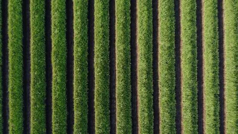Top view of onion fields forming a pattern Stock Photos