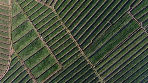 Top view of onion fields forming a pattern Stock Photos