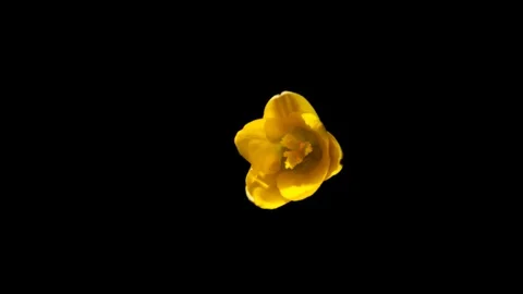 Top view of the opening of the yellow crocus on a black background Stock Footage 91396172