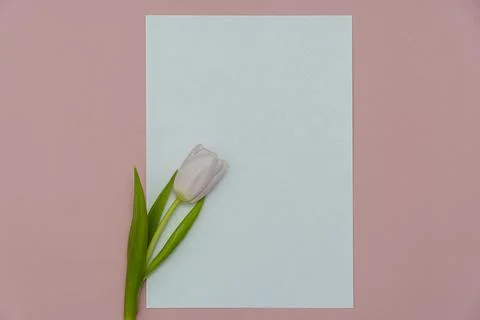 Top view or flat lay of purple and white tulip flowers and blank paper card o Stock Photos