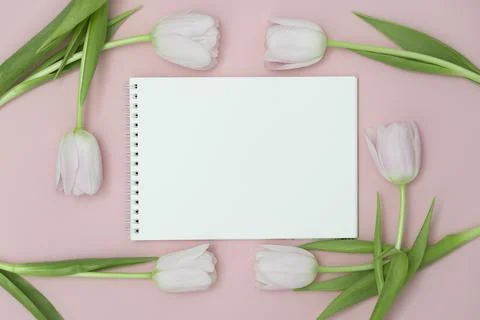 Top view or flat lay of purple and white tulip flowers and blank paper card on Stock Photos