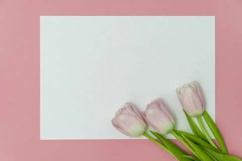 Top view or flat lay of purple and white tulip flowers and blank paper card on Stock Photos