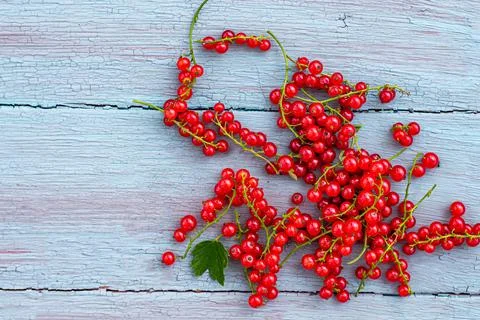 Top view or flat lay of ripe red currant berries on a blue wooden background Stock Photos