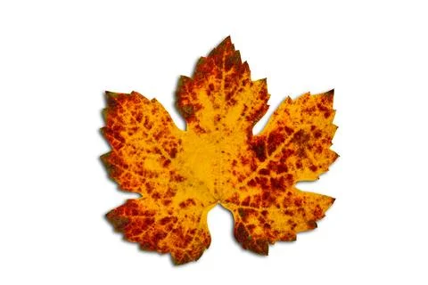 Top view or flat lay of single colorful dry grapes leaf. Stock Photos
