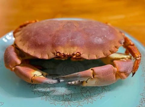 Top view or flat lay of a single cooked large Dungeness crab on dark blue p.. Foto stock
