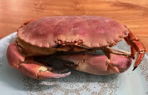 Top view or flat lay of a single cooked large Dungeness crab on dark blue pla 写真素材
