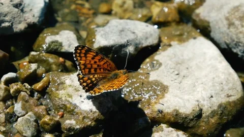 Top view orange and black butterfly sitting on a rock and moving wings  Stock Footage 134134483