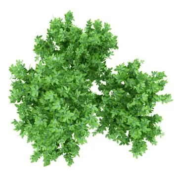 Top view of orange tree isolated on white background. 3d illustration Stock Illustration